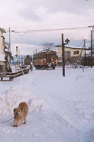 嘉瀬駅近くで飼われていたワン公